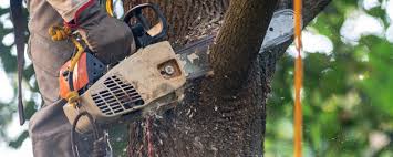 How Our Tree Care Process Works  in  Hamilton City, CA
