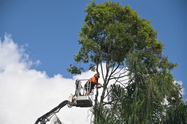 Leaf Removal in Hamilton City, CA