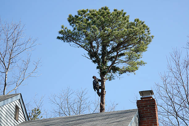 Professional Tree Care in Hamilton City, CA